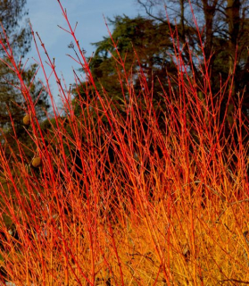 Cornus sanguinea 'Winter Beauty'
